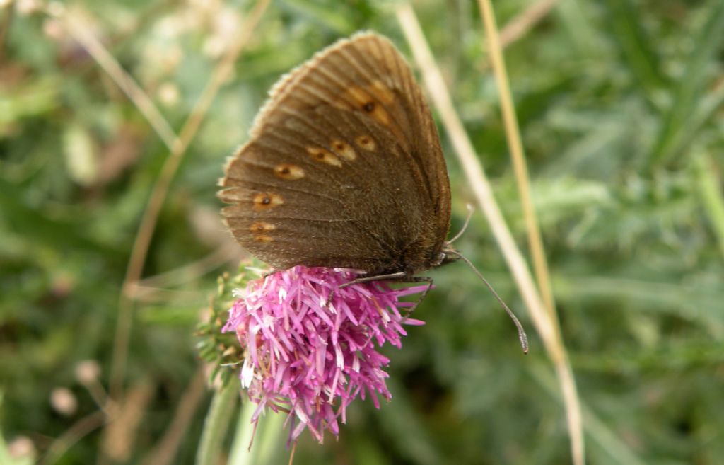 Erebia manto? No, Erebia albergana